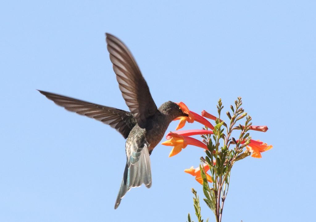 Colibri Eco Lodge & Camping La Paz Buitenkant foto